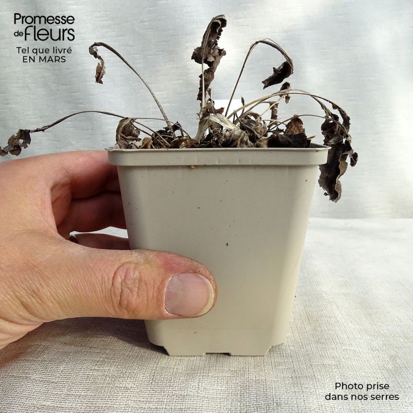 Echinacea Big Kahuna Maceta de 8/9 cm Ejemplar entregado en la primavera