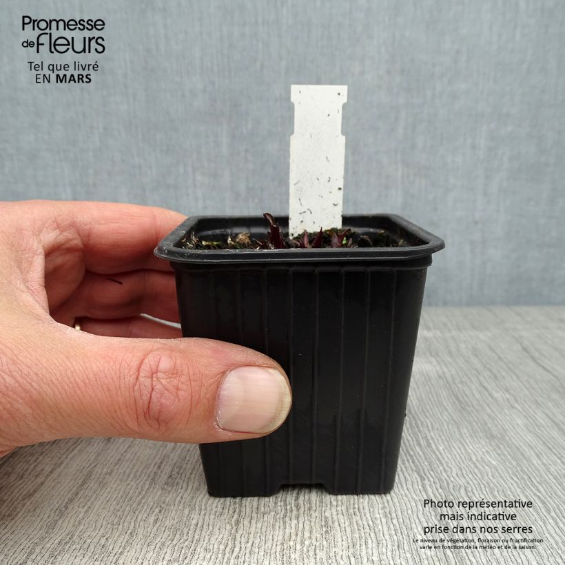 Echinacea purpurea Butterfly Kisses Maceta de 8/9 cm Ejemplar entregado en la primavera