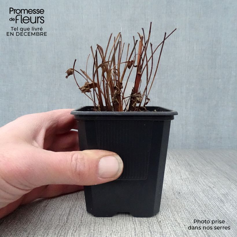 Echinacea purpurea Butterfly Kisses Maceta de 8/9 cm Ejemplar entregado en invierno