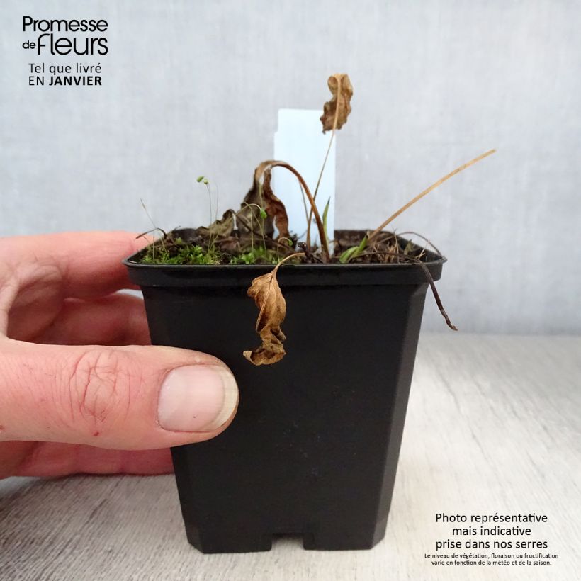 Echinacea purpurea Chiquita Maceta de 8/9 cm Ejemplar entregado en invierno