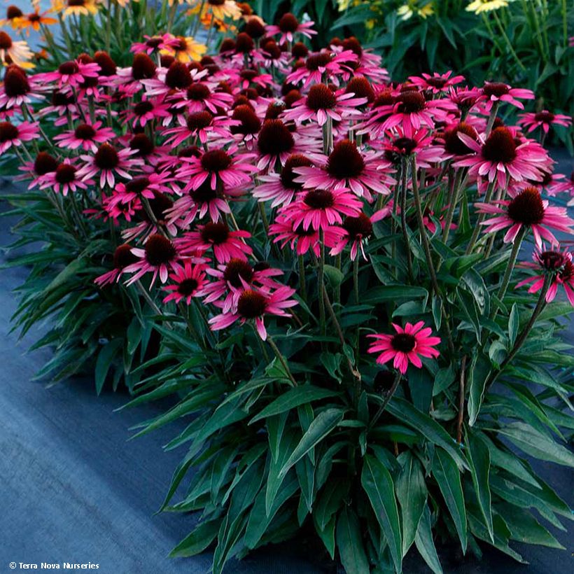 Echinacea Dark Shadows Wicked (Porte)