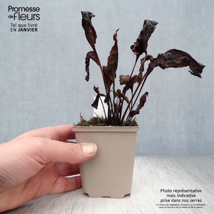 Echinacea purpurea Eccentric Maceta de 8/9 cm Ejemplar entregado en invierno