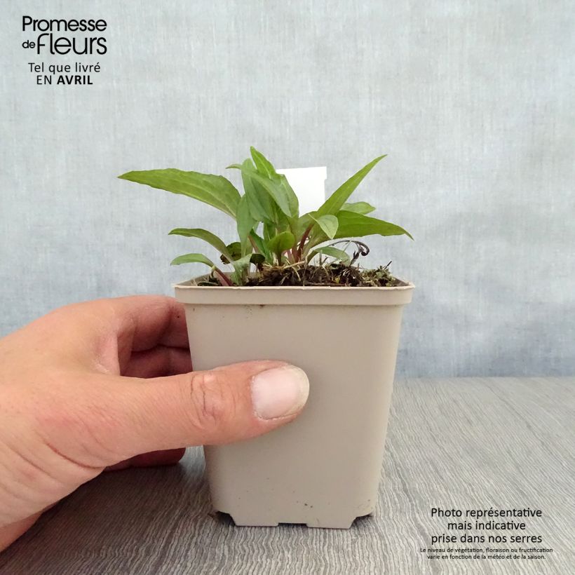 Echinacea purpurea Eccentric Maceta de 8/9 cm Ejemplar entregado en la primavera