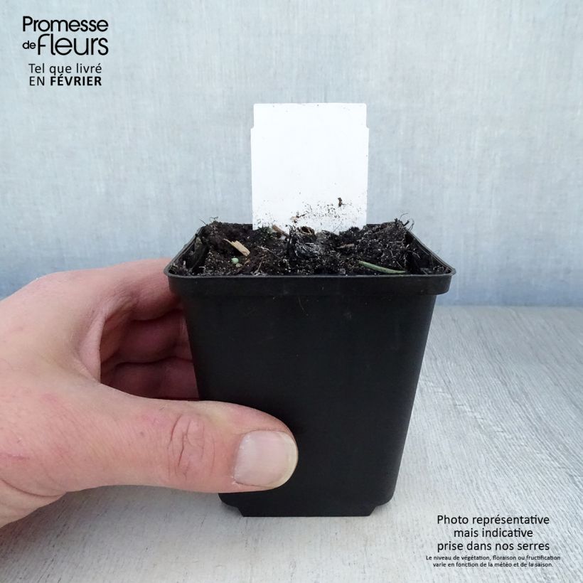 Echinacea purpurea Fatal Attraction Maceta de 8/9 cm Ejemplar entregado en invierno