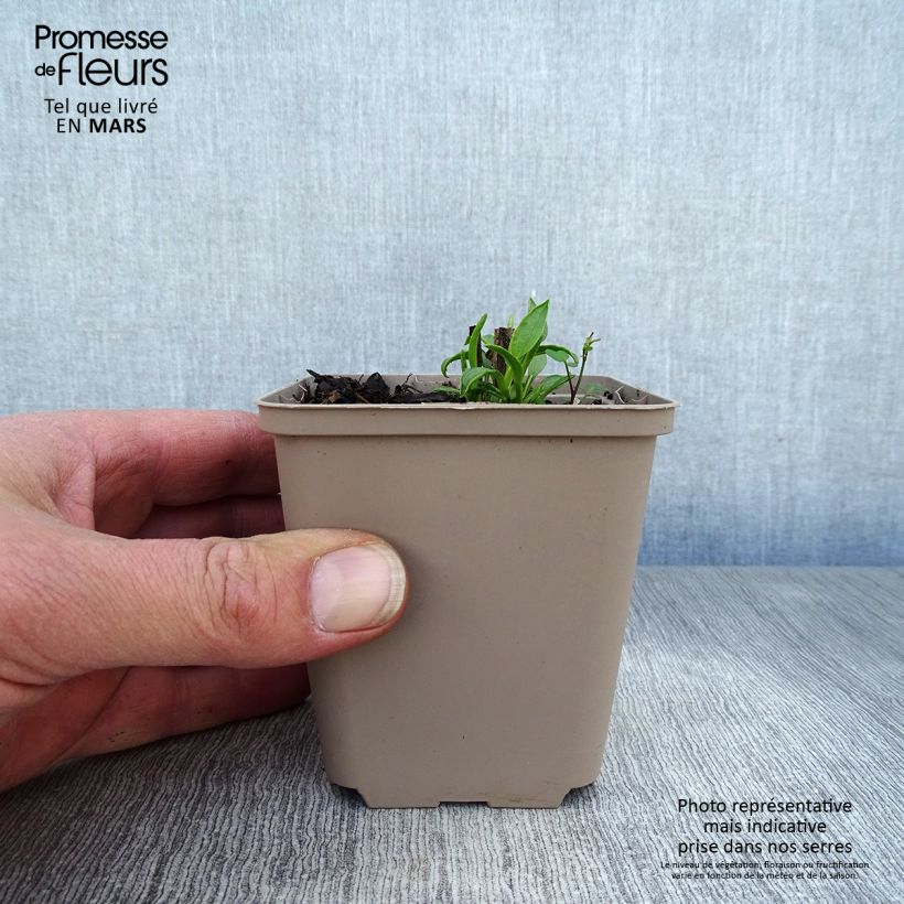 Echinacea purpurea Ferris Wheels Maceta de 8/9 cm Ejemplar entregado en la primavera