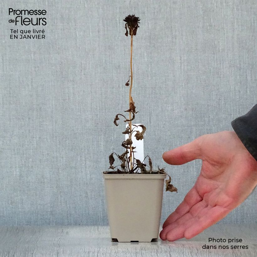 Echinacea purpurea Ferris Wheels Maceta de 8/9 cm Ejemplar entregado en invierno