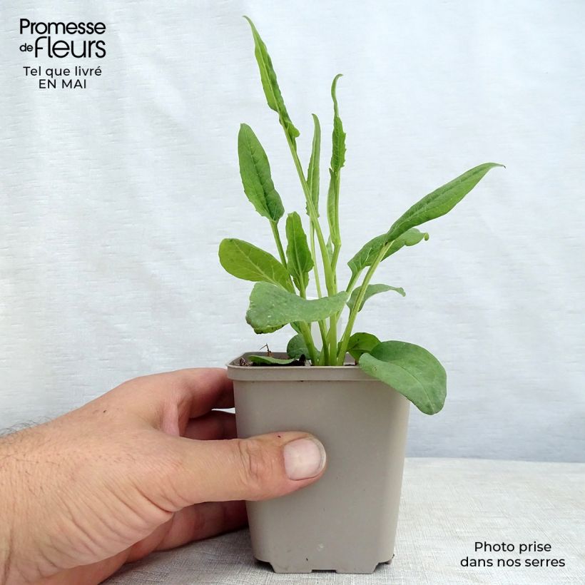 Echinacea purpurea Fragrant Angel Maceta de 8/9 cm Ejemplar entregado en la primavera