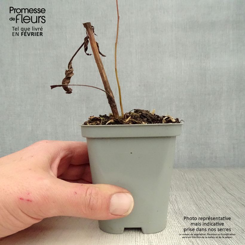 Echinacea purpurea Green Envy Maceta de 8/9 cm Ejemplar entregado en invierno