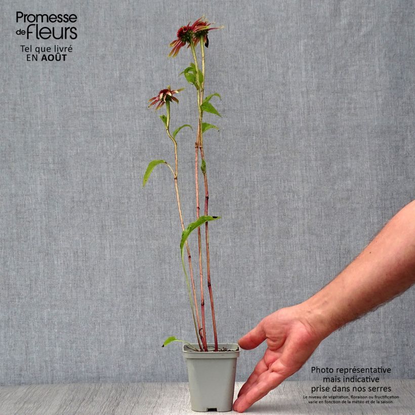 Ejemplar de Echinacea purpurea Green Jewel Maceta de 8/9 cm entregado en verano