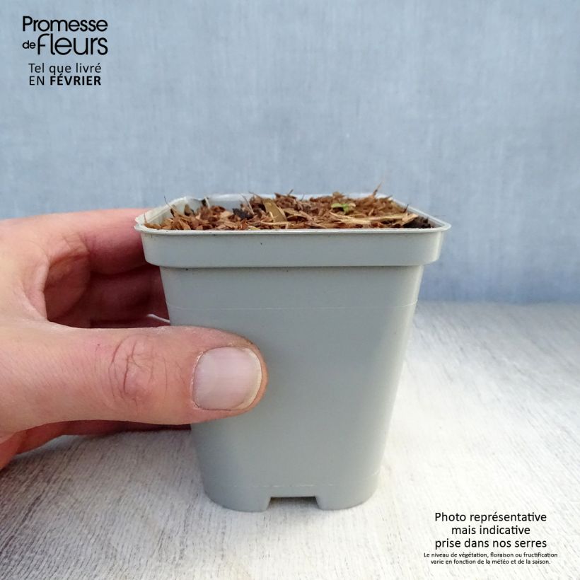 Echinacea purpurea Green Jewel Maceta de 8/9 cm Ejemplar entregado en invierno