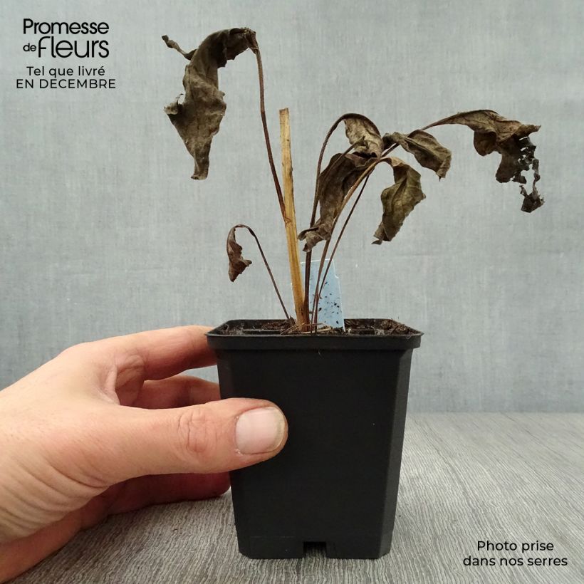 Echinacea purpurea Harvest Moon Maceta de 8/9 cm Ejemplar entregado en invierno