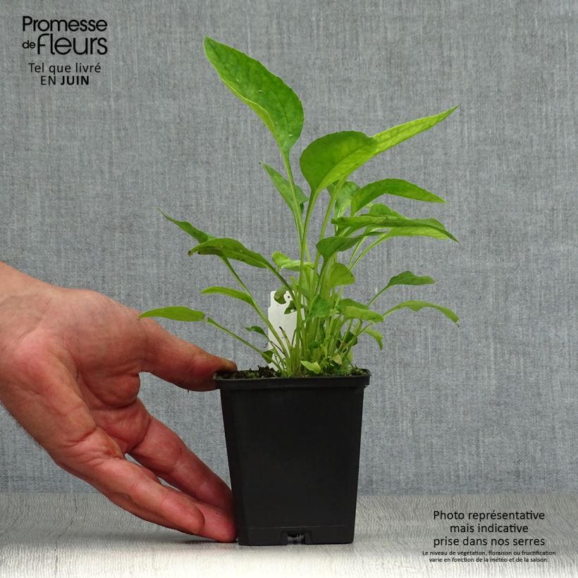 Ejemplar de Echinacea purpurea Hot Papaya Maceta de 8/9 cm entregado en verano