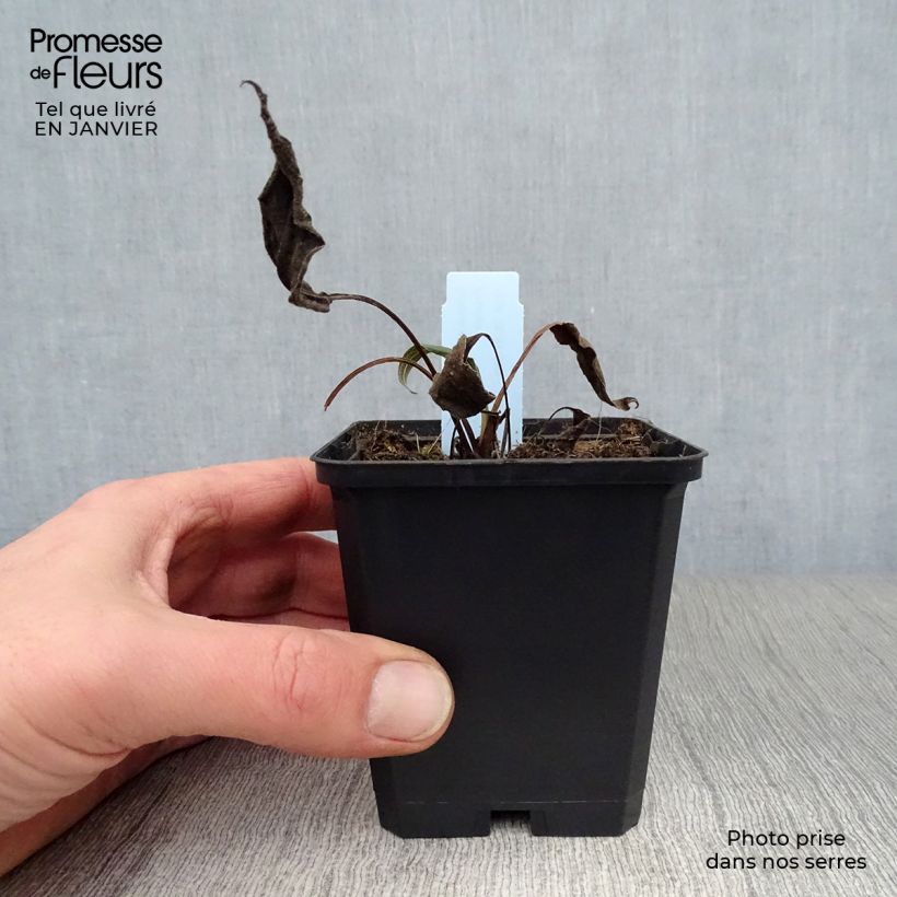 Echinacea purpurea Hot Papaya Maceta de 8/9 cm Ejemplar entregado en invierno