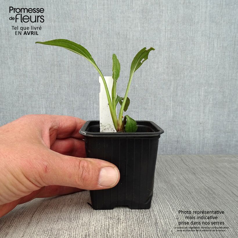 Echinacea purpurea Hot Summer Maceta de 8/9 cm Ejemplar entregado en la primavera