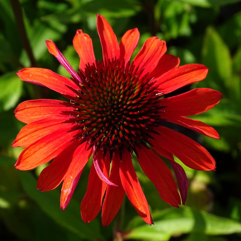 Echinacea purpurea Hot Summer (Floración)
