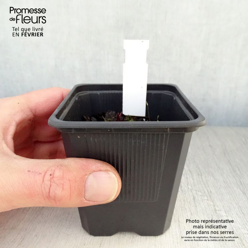 Echinacea purpurea Hot Summer Maceta de 8/9 cm Ejemplar entregado en invierno