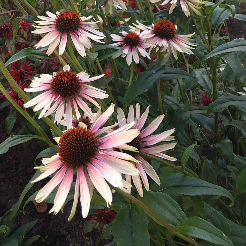 Echinacea JS Engeltje Pretty Parasols (Floración)
