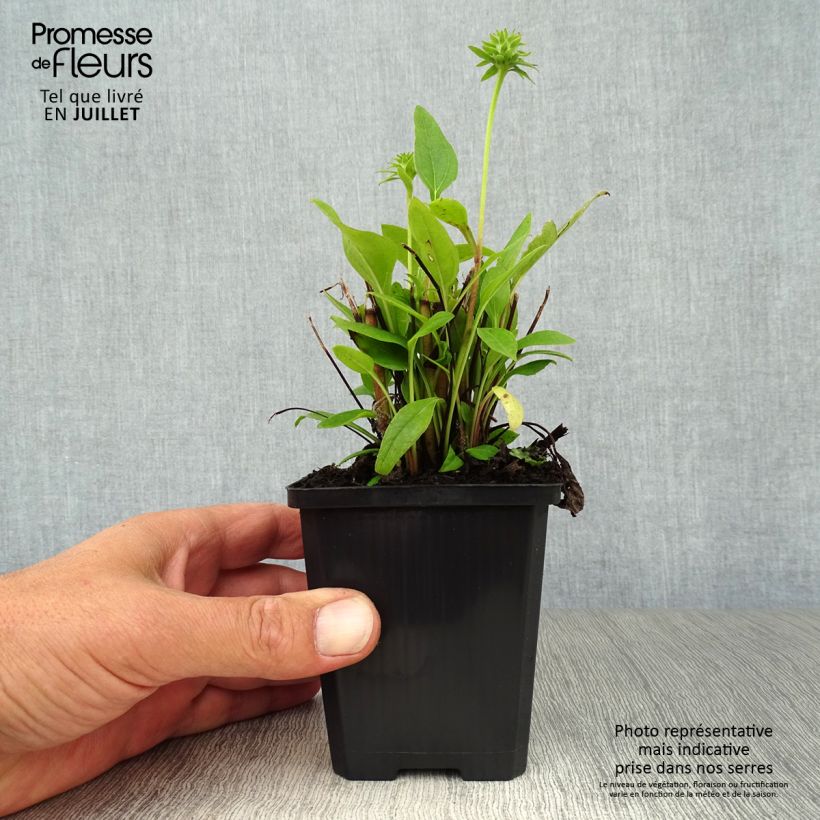 Ejemplar de Echinacea Julia Maceta de 8/9 cm entregado en verano