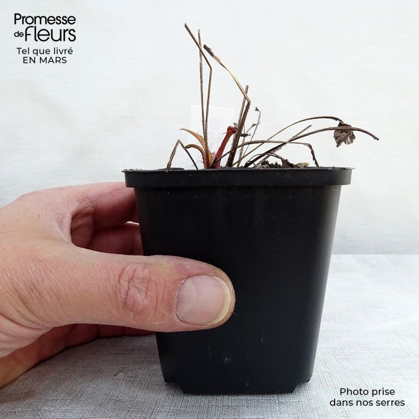 Echinacea Julia Maceta de 8/9 cm Ejemplar entregado en invierno