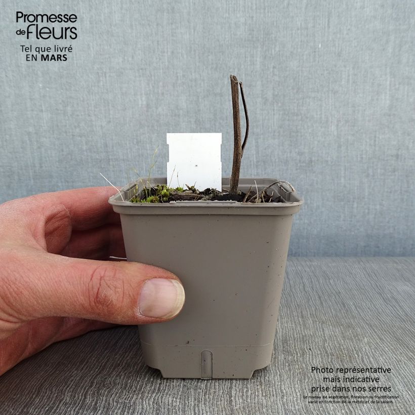 Echinacea Kismet Orange Intense Maceta de 8/9 cm Ejemplar entregado en invierno