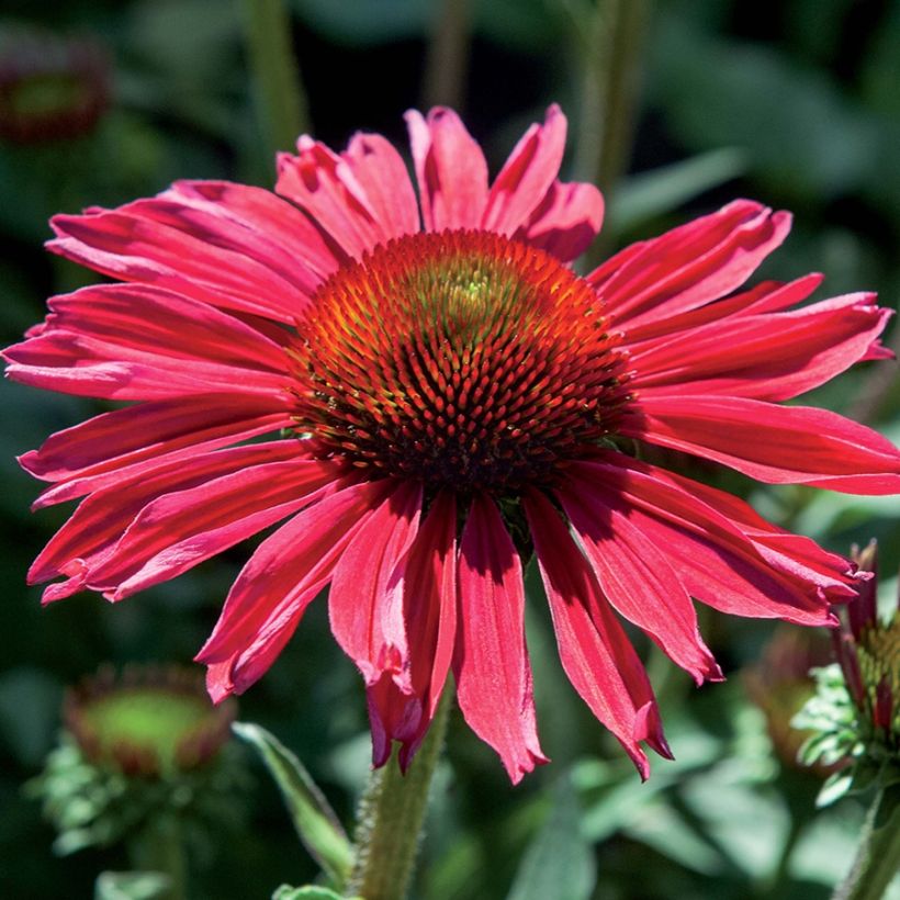 Echinacea Kismet Raspberry (Floración)