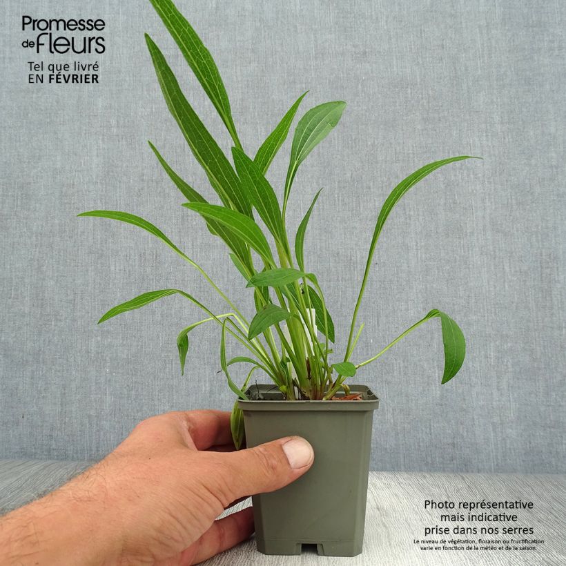 Ejemplar de Echinacea purpurea Marmalade Maceta de 8/9 cm entregado en otoño