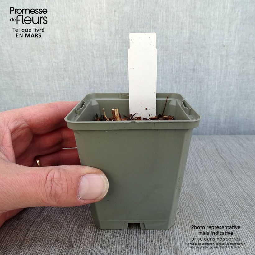 Echinacea purpurea Marmalade Maceta de 8/9 cm Ejemplar entregado en invierno