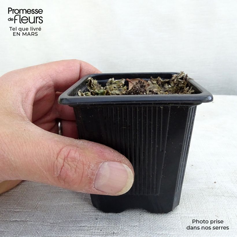 Echinacea purpurea Maxima Maceta de 8/9 cm Ejemplar entregado en la primavera