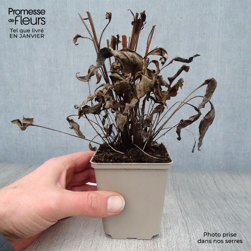 Echinacea Butterfly Orange Skipper Maceta de 8/9 cm Ejemplar entregado en invierno