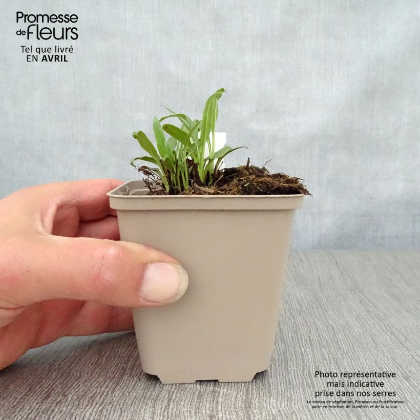 Echinacea Butterfly Orange Skipper Maceta de 8/9 cm Ejemplar entregado en la primavera