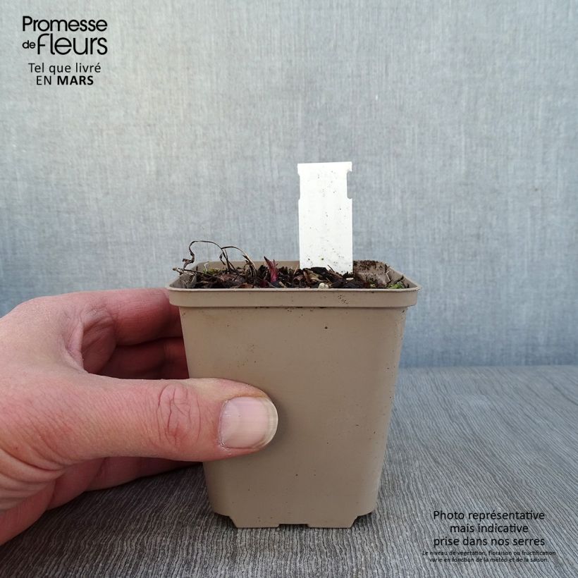 Echinacea Prima Ginger Maceta de 8/9 cm Ejemplar entregado en invierno