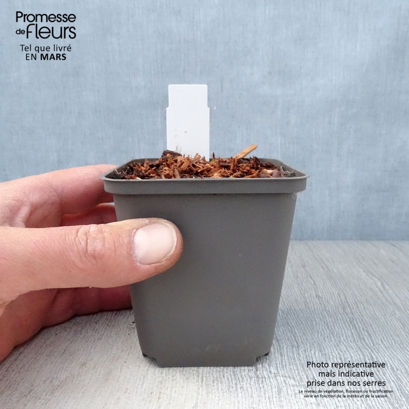 Echinacea purpurea Purity Maceta de 8/9 cm Ejemplar entregado en la primavera