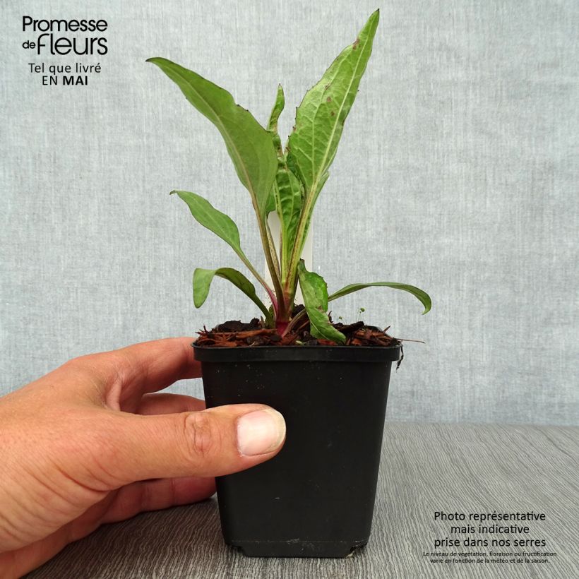 Echinacea Robin Hood Maceta de 8/9 cm Ejemplar entregado en la primavera