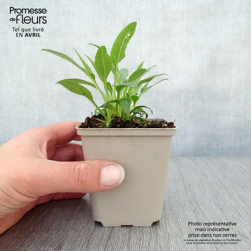 Echinacea purpurea Secret Glow Maceta de 8/9 cm Ejemplar entregado en la primavera