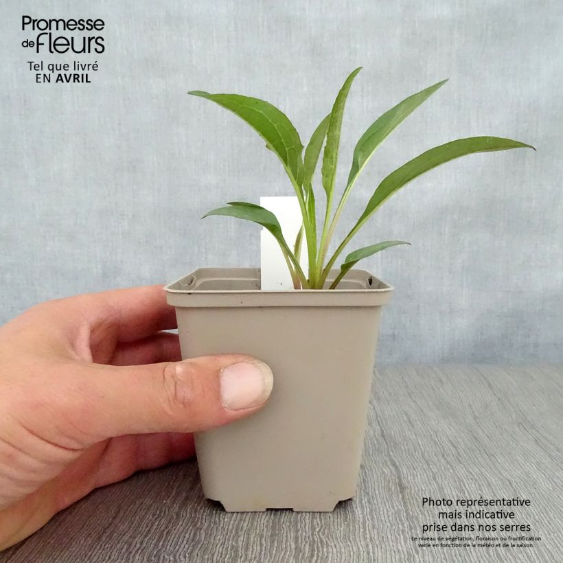 Echinacea purpurea Secret Romance Maceta de 8/9 cm Ejemplar entregado en la primavera