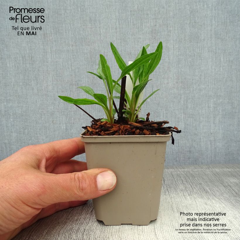 Echinacea purpurea Southern Belle Maceta de 8/9 cm Ejemplar entregado en la primavera