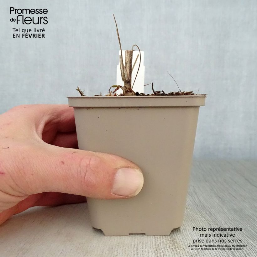 Echinacea purpurea Southern Belle Maceta de 8/9 cm Ejemplar entregado en invierno