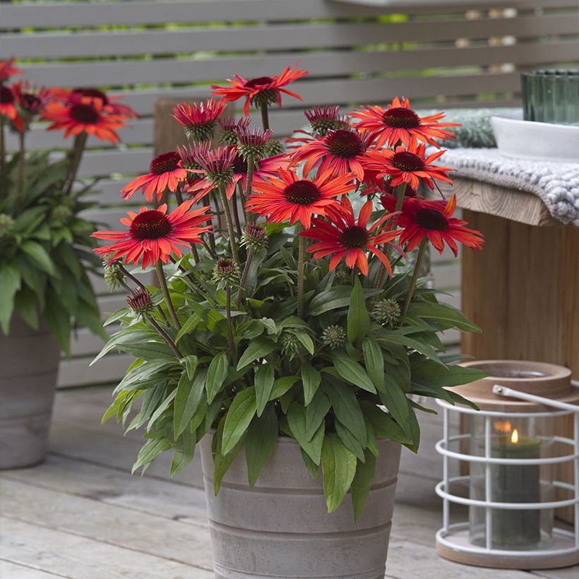 Echinacea purpurea Sun Magic Vintage Orange (Porte)