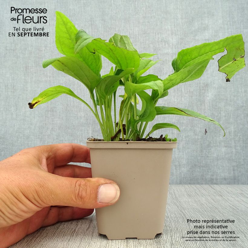 Ejemplar de Echinacea purpurea SunSeekers Apple Green Maceta 1,5L/2L entregado en otoño