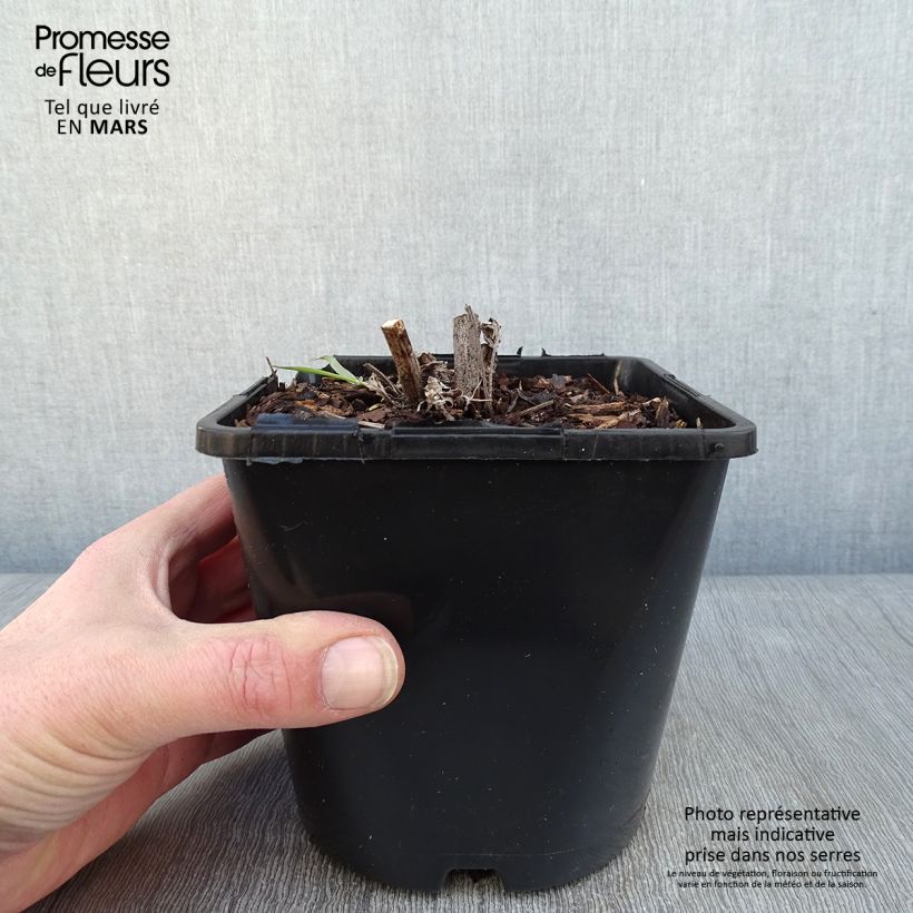 Echinacea purpurea SunSeekers Apple Green Maceta 1,5L/2L Ejemplar entregado en invierno