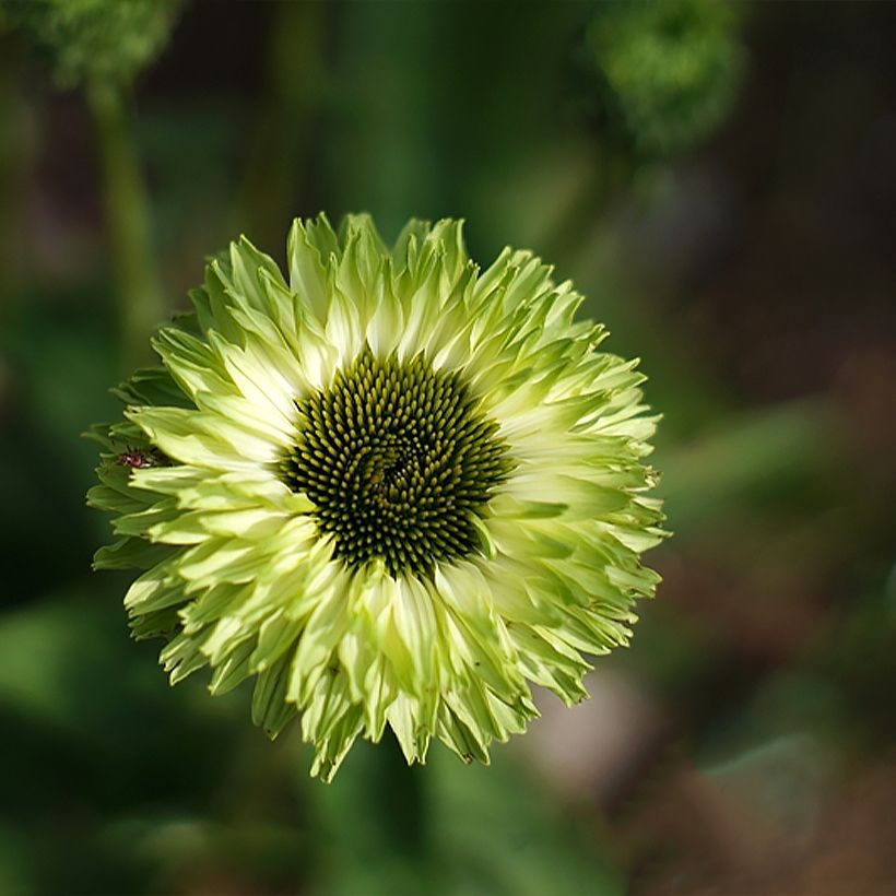 Echinacea purpurea SunSeekers Apple Green (Floración)