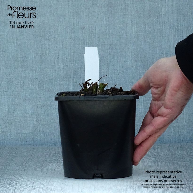 Echinacea purpurea SunSeekers Salmon Maceta 2L/3L Ejemplar entregado en invierno