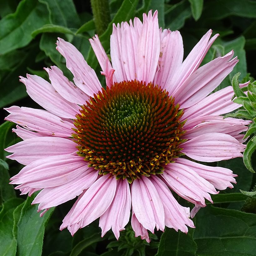 Echinacea purpurea SunSeekers Salmon (Floración)
