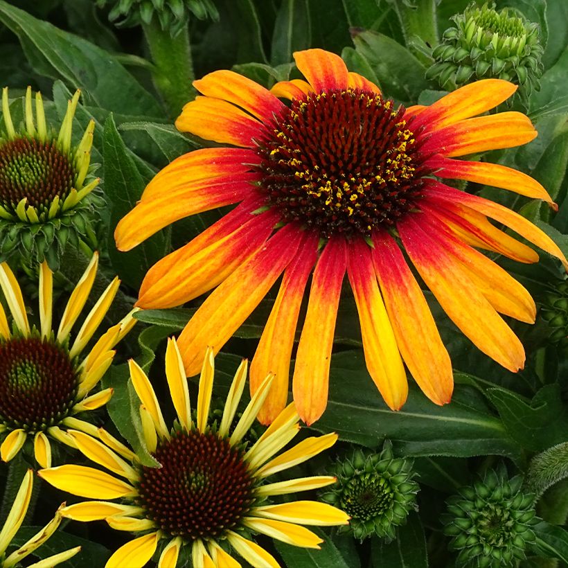 Echinacea purpurea SunSeekers Tequila Sunrise (Floración)