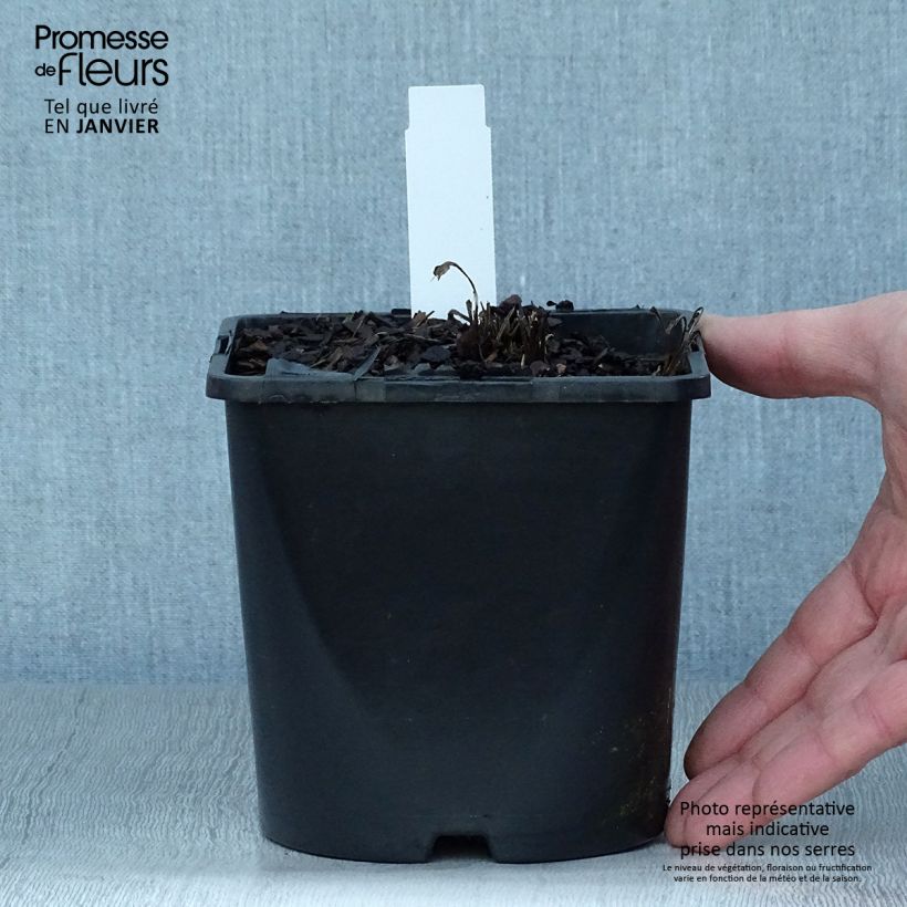 Echinacea purpurea SunSeekers White Perfection Maceta 2L/3L Ejemplar entregado en invierno