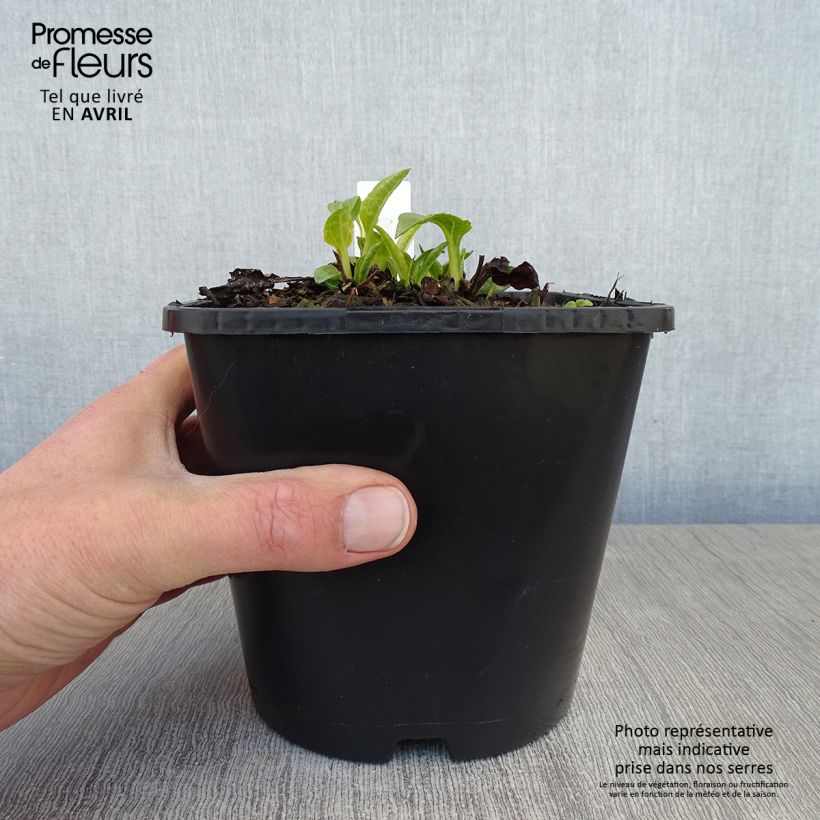 Echinacea purpurea SunSeekers White Perfection Maceta 2L/3L Ejemplar entregado en la primavera