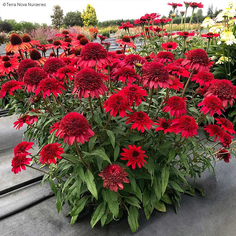 Echinacea Sunny Days Ruby (Porte)