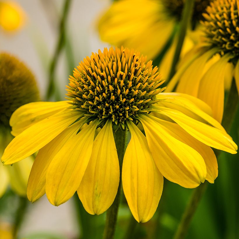 Echinacea Sunny Meadow Mama (Floración)