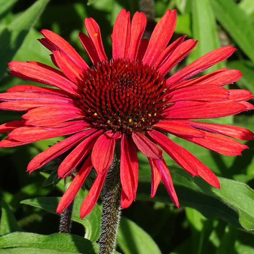 Echinacea purpurea SunSeekers Orange (Floración)