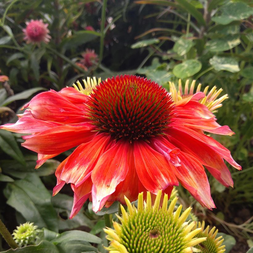 Echinacea Supreme Flamingo (Floración)